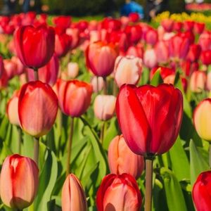 Meet your Posher, Martha